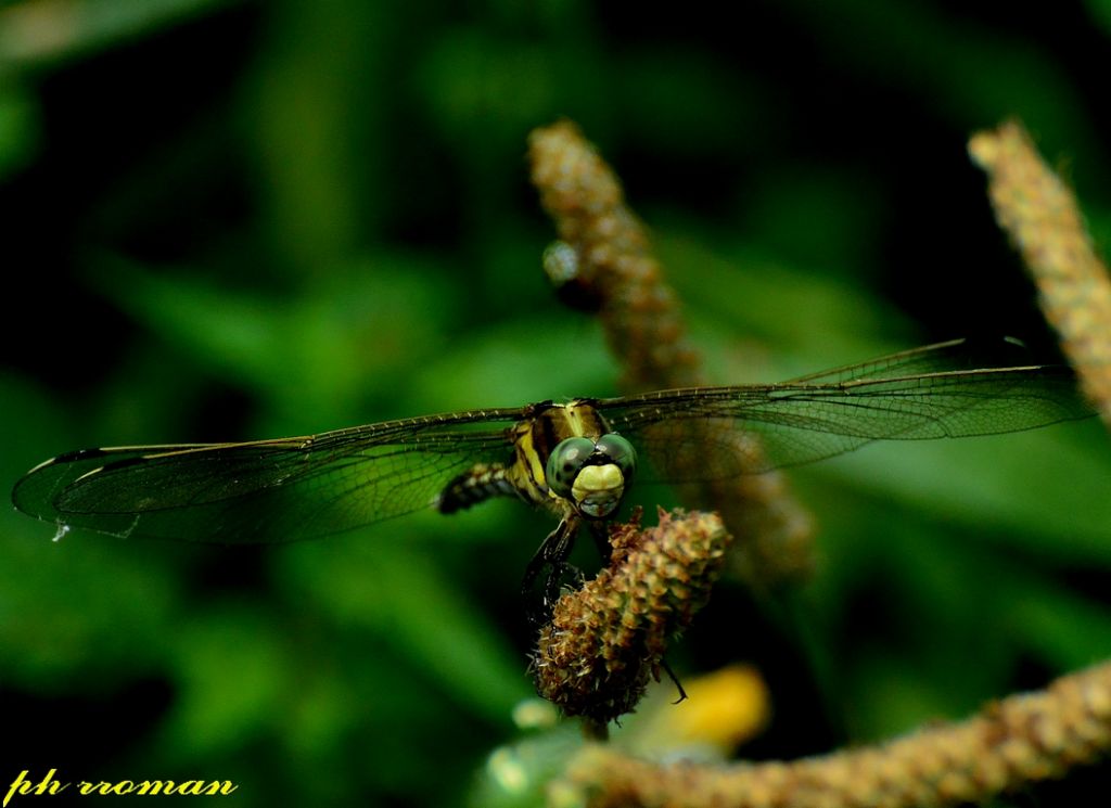 Orthetrum albistylum, f.